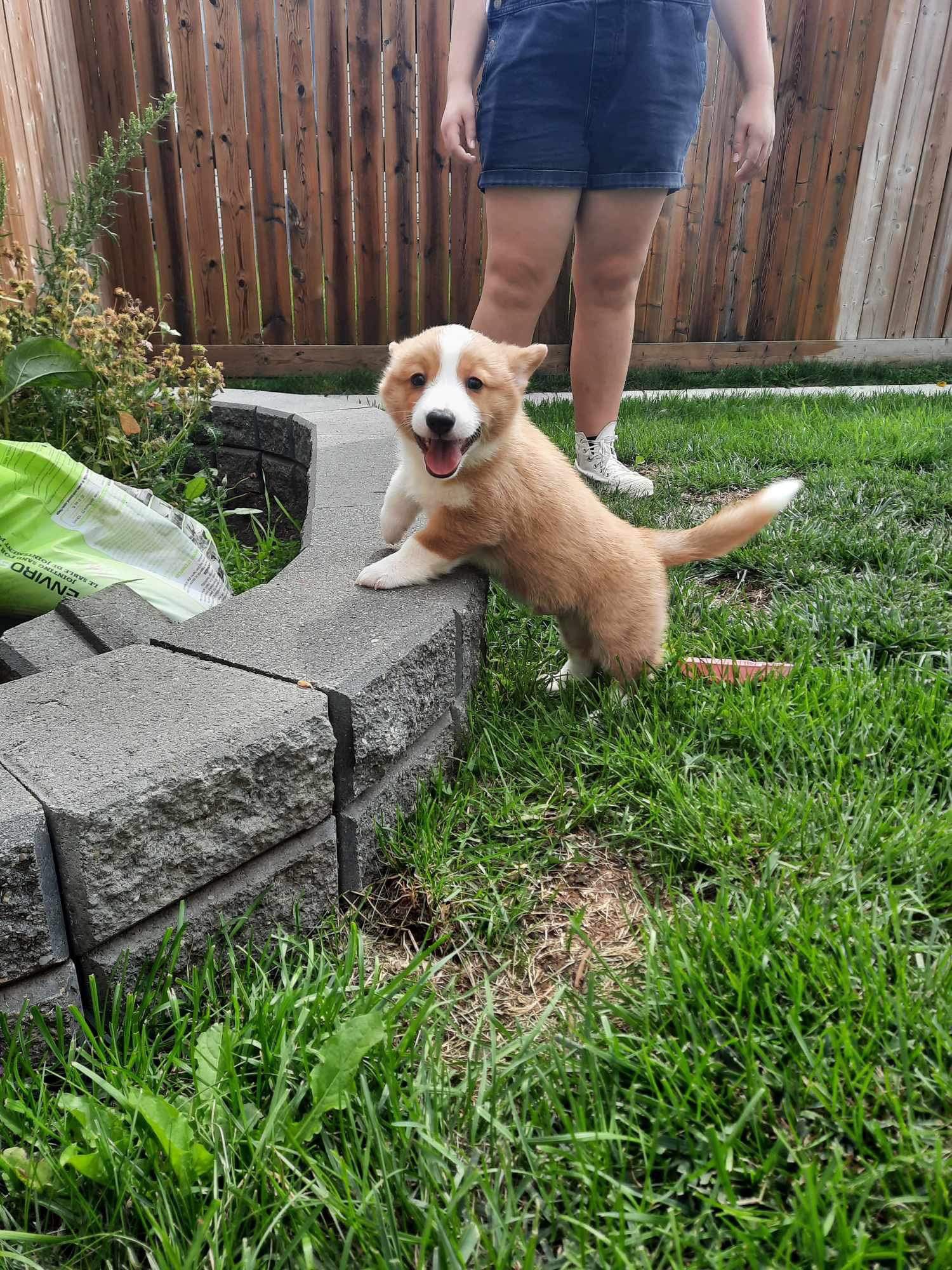 Puppies Playing